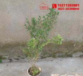 金邊六月雪 60厘米高大苗批發供應，綠化工程優選苗木