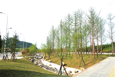 都梁新區沿福德大道段綠化工程預計4月建成投用，打造生態宜居新畫卷